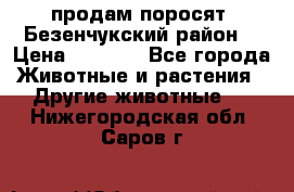 продам поросят .Безенчукский район  › Цена ­ 2 500 - Все города Животные и растения » Другие животные   . Нижегородская обл.,Саров г.